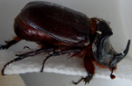 Nashornk�fer 1