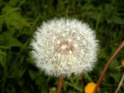 Sep_Pusteblume Sep_Pusteblume